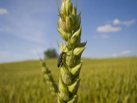 Wheat And An Insect Close-up Stock Photos