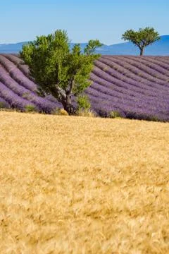 Wheat and lavender fields in Valensole in Summer. Alpes de Hautes Provence Stock Photos