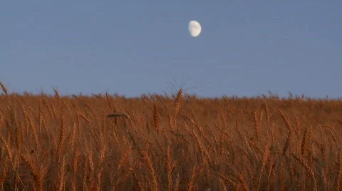 Wheat and moon Vídeo Stock 824212