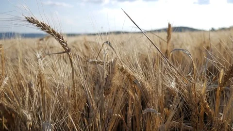 Wheat and move on left side Stock Footage 77645696