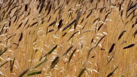 Wheat and oat field moving in the wind Stock-Footage 135673286