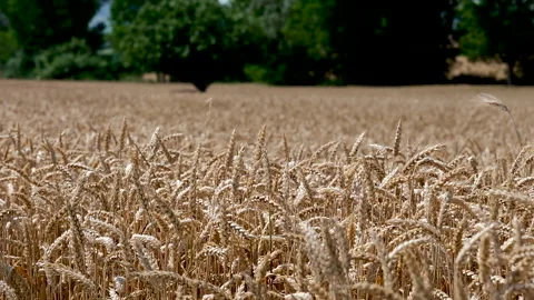 Wheat and oat field moving in the wind Stock-Footage 135673299