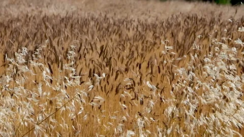 Wheat and oat field moving in the wind Stock Footage 135819294