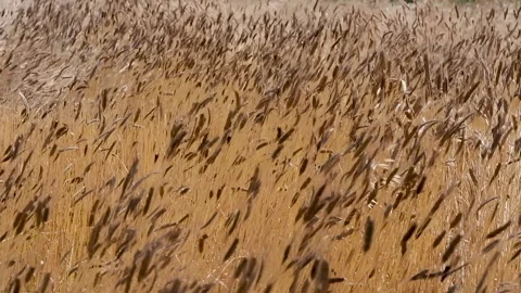 Wheat and oat field moving in the wind Stock Footage 135819357