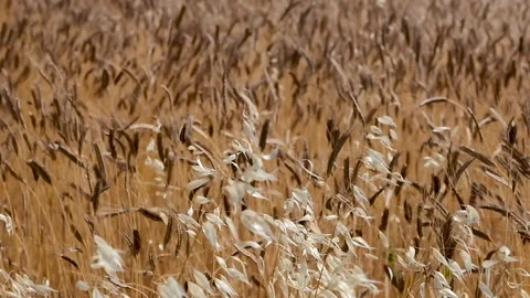 Wheat and oat field moving in the wind Stock Footage 135819358
