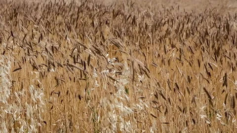 Wheat and oat field moving in the wind Stock Footage 135819361