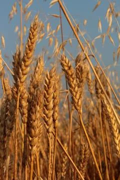 Wheat and oat Stock Photos