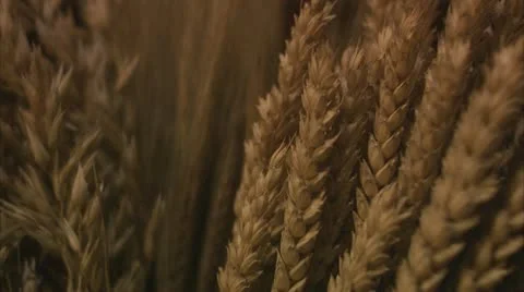 Wheat and oats, close-up Stock Footage 11332964