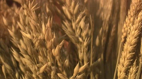 Wheat and oats, close-up Stock Footage 11332968