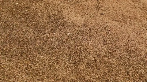 Wheat and pea silage Stock Footage 46212142