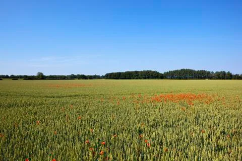 Wheat and poppies Stock Photos