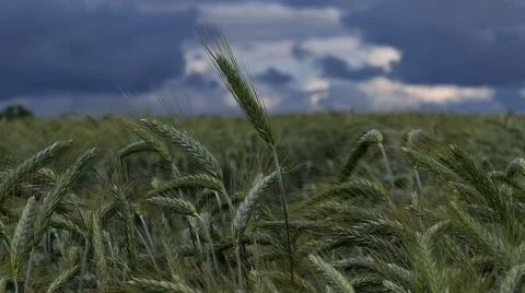 Wheat and rainy clouds - Slow motion Stock Footage 67443191