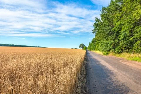 Wheat and road Stock Photos