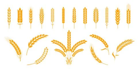 Wheat and rye ears. Barley rice grains and elements for bear logo or organic Stock Illustration