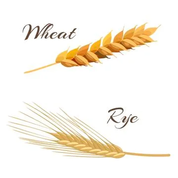 	Wheat and rye ears.  Stock Illustration