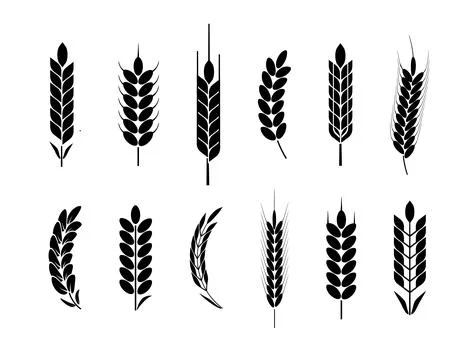 Wheat and rye logo ears. Barley rice grains and elements for beer or organic 스톡 일러스트