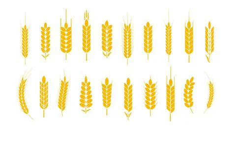 Wheat and rye logo ears. Barley rice grains and elements for beer or organic 스톡 일러스트