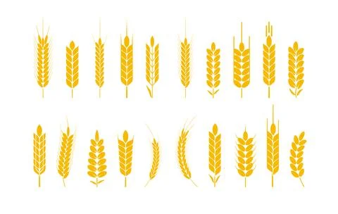 Wheat and rye logo ears. Barley rice grains and elements for beer or organic 스톡 일러스트