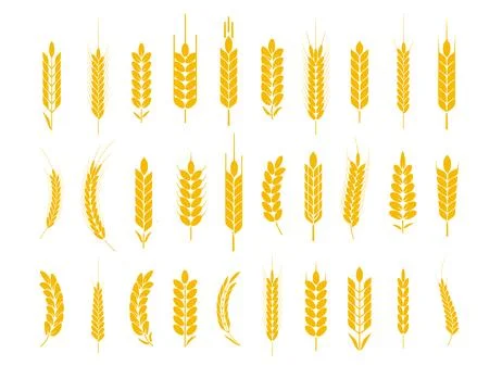 Wheat and rye logo ears. Barley rice grains and elements for beer or organic 스톡 일러스트