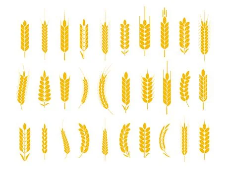Wheat and rye logo ears. Barley rice grains and elements for beer or organic Stockillustratie
