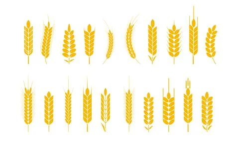 Wheat and rye logo ears. Barley rice grains and elements for beer or organic 스톡 일러스트