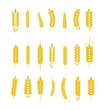 Wheat and rye logo ears. Barley rice grains and elements for beer or organic Illustrazione stock