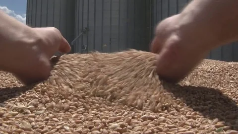 Wheat and silos Stock Footage 77435083