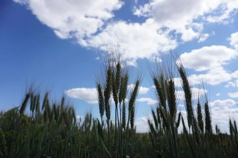Wheat and the sky Fotos Stock