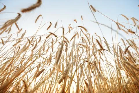 Wheat and sky Stock Photos