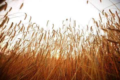 Wheat and sky Stock Photos