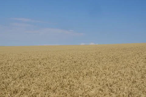 Wheat and sky Foto stock