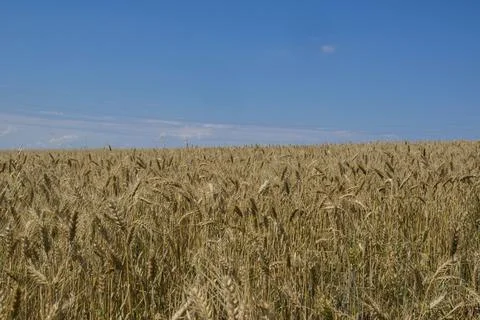 Wheat and sky. Foto stock