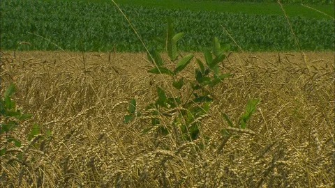 Wheat and soybeans Stock Footage 88037205