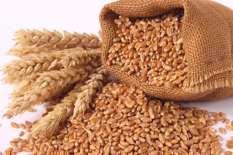 Wheat and spikelets on a white background Photos