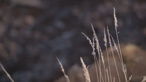 Wheat and a Stream Stock Footage 88408843