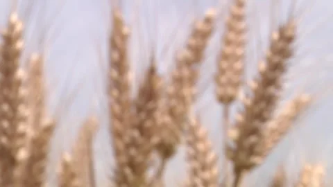 Wheat and summer skyline Stock Footage 300865348