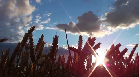 Wheat and sun Stock Footage 1180335