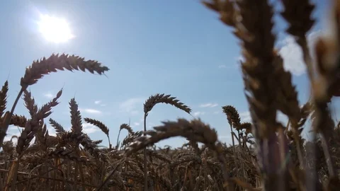 Wheat and the sun Stock Footage 77641613