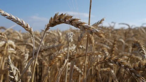 Wheat and the sun Stock Footage 77645853