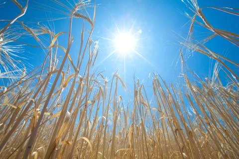 Wheat and sun Stock-Fotos