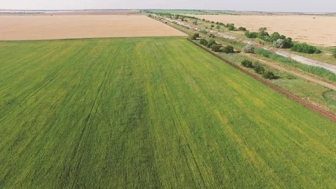 Wheat and sunflower fields, aerial video Stock Footage 77469147