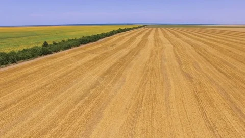 Wheat and sunflower fields, aerial video Stock Footage 77485694