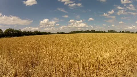 Wheat and Sunlight with blue sky and small clouds Stock Footage 11858331