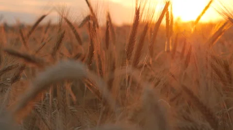 Wheat And Sunset Stock Footage 65263289