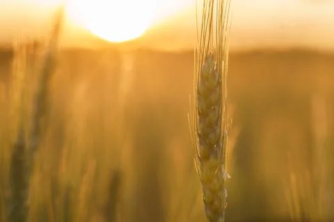 Wheat and sunset Stock-Fotos