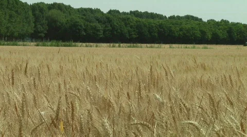 Wheat and tractor Stock Footage 808101