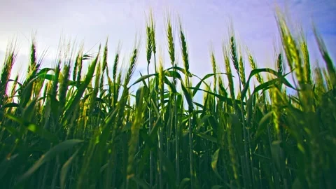 Wheat and wheat fields - rural revitalization, harvest farmland, agricultura Stock Footage 259681220