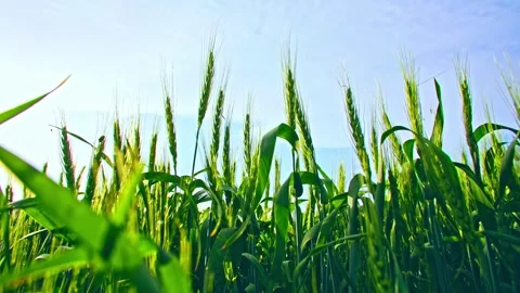 Wheat and wheat fields, rural revitalization, agriculture, grain harvest, fa Stock Footage 259681228