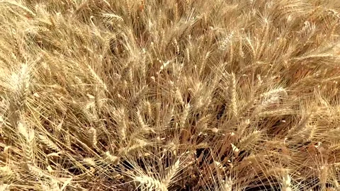 Wheat and wind Stock Footage 135269476