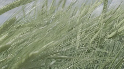 Wheat and wind Video stock 151871529